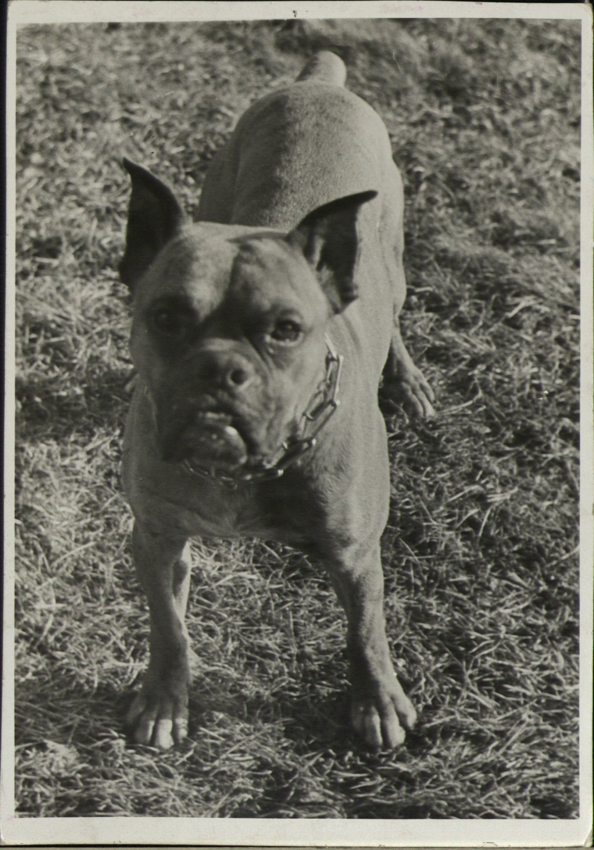 Bulldog inglés en 1920