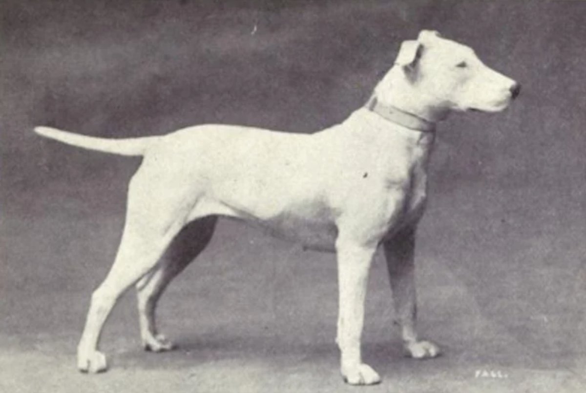 Bull Terrier en 1920