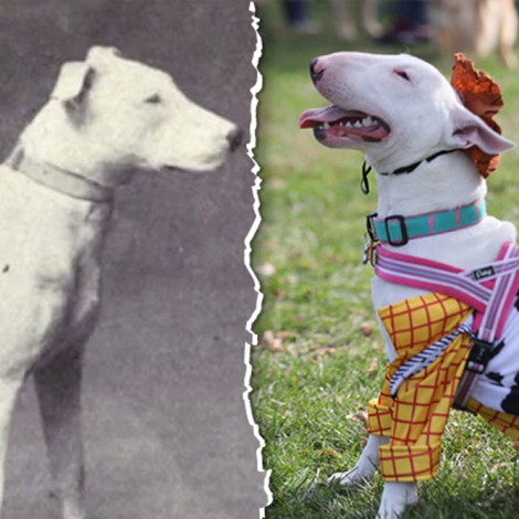 La evolución de los perros antes y después de la crianza selectiva