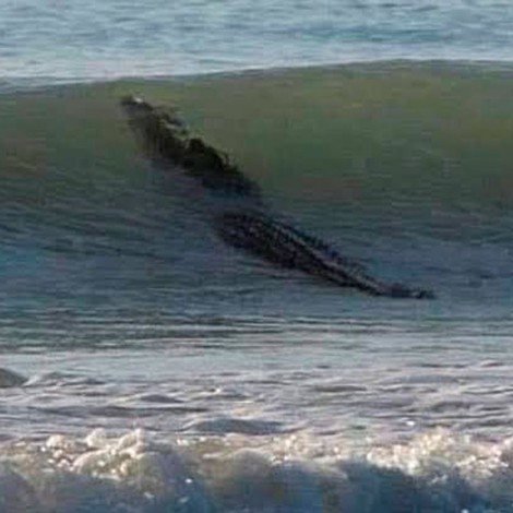 Capturan a cocodrilo que nadaba en playas de Acapulco