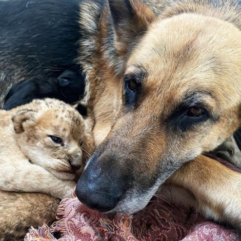 Perrita pastor alemán adopta a cachorros de leones que rechazó su mamá