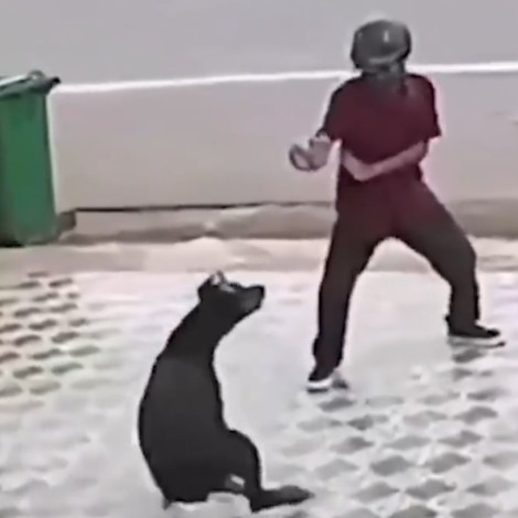 Hombre evita ataque de perro al estilo Karate Kid