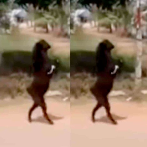 Cabra negra caminando en dos patas se viraliza