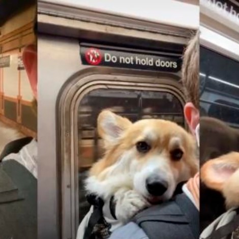 Conoce al perrito que lucha para no quedarse dormido en el metro