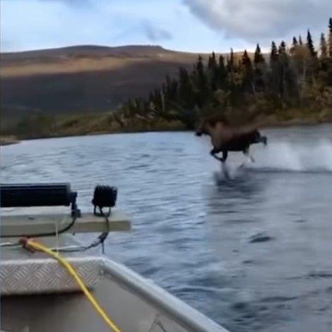 Se viraliza Alce corriendo sobre las aguas de un río en Alaska