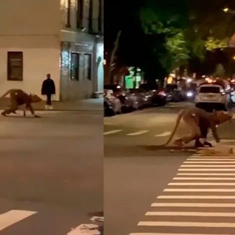 Se disfraza de rata y pasea por las calles de New York