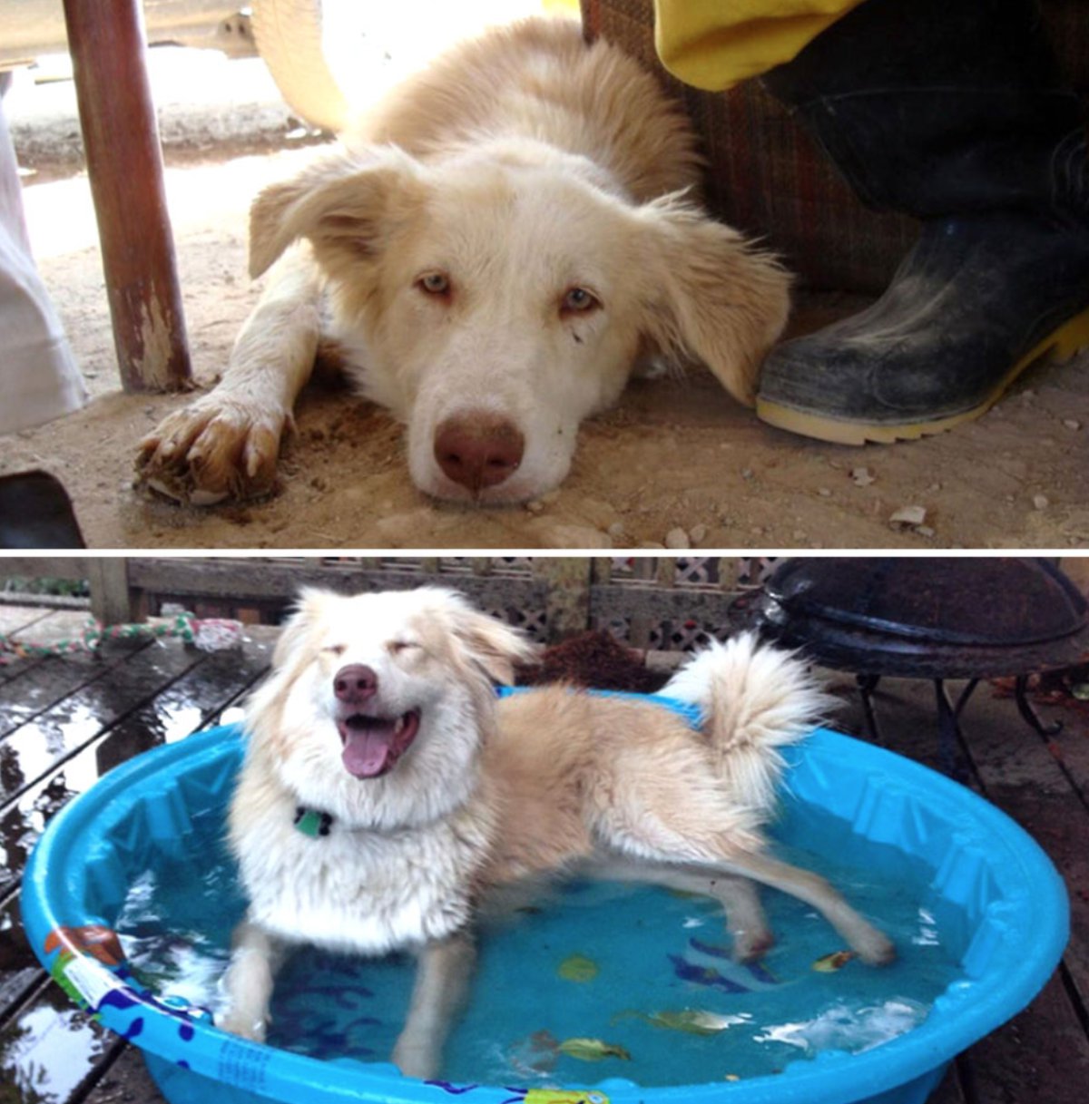 El antes y después de perritos rescatados