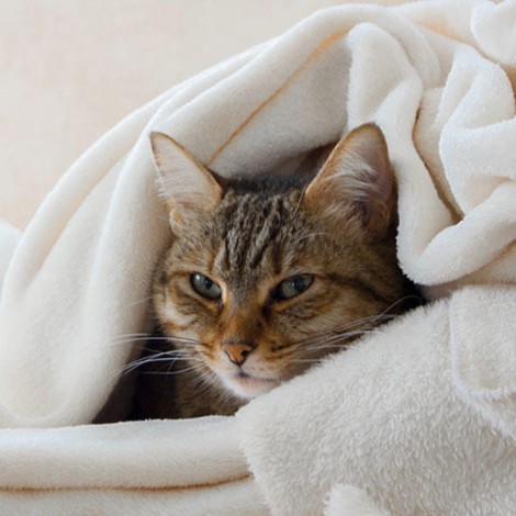 Te decimos cómo cuidar a tu gatito durante el invierno