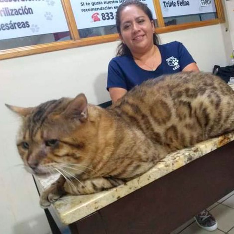Rescatan a gato gigante en Tampico, lo confundieron con leopardo