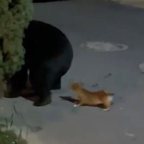 Perrito chihuahua ahuyenta a oso en Monterrey