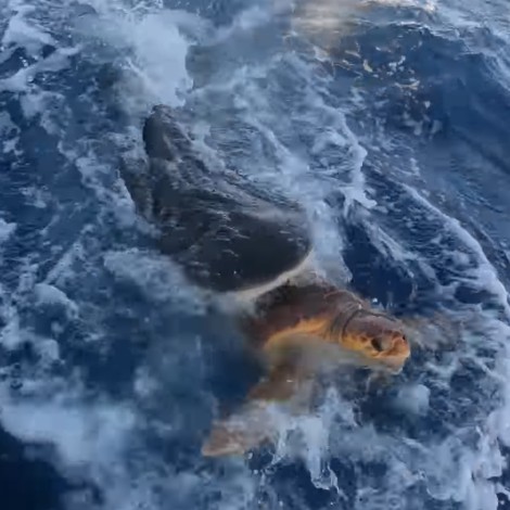 Viral: Tortuga lucha por su vida evitando cacería de tiburón
