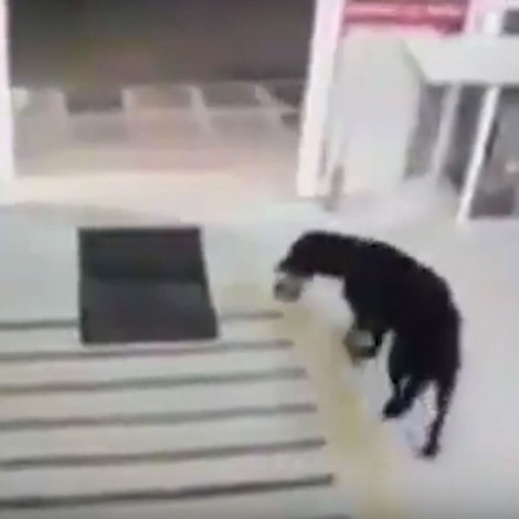 Perrito sanitiza sus patitas antes de salir de tienda