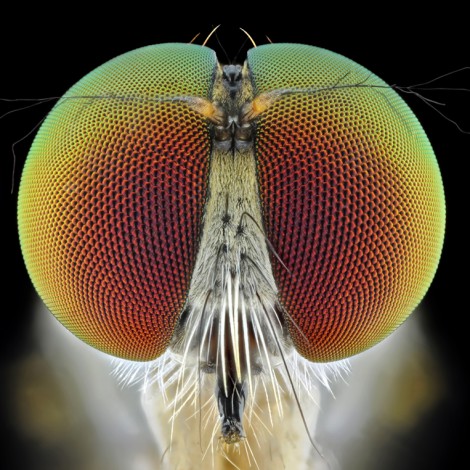 Esto es lo que realmente hace una mosca cuando se posa sobre tu comida