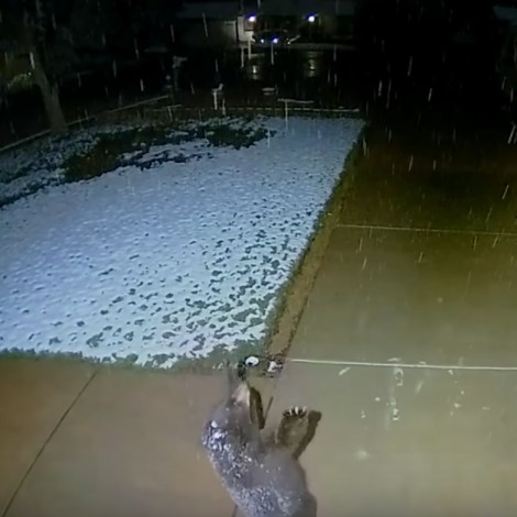 Captan adorable reacción de osito al ver la nieve caer