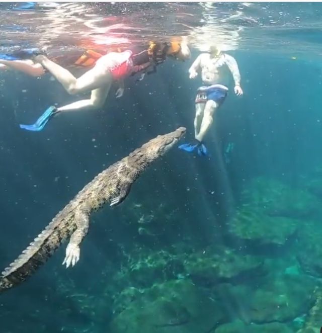 Viral: Cocodrilo nada con turistas en Tulum | Actualidad | LOS40 México