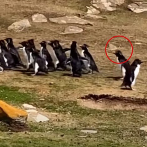 Pingüino se va con otro grupo por despistado y se hace viral