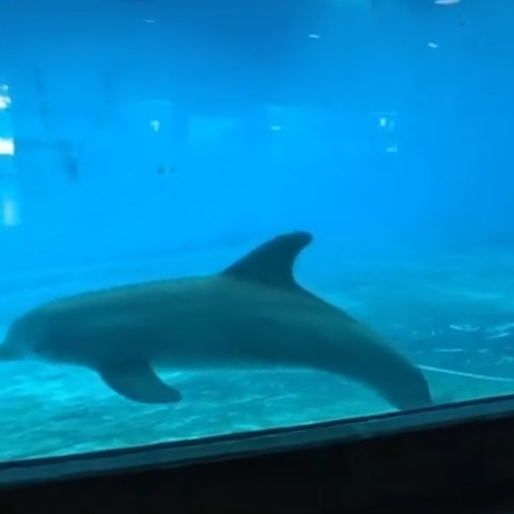 Delfín imita voltereta de acróbata y se hace viral