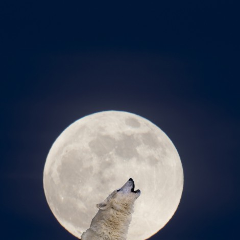 Luna de Lobo, cómo ver la primer luna llena del año