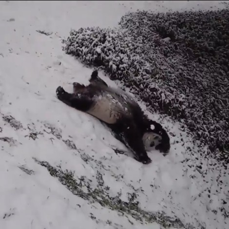 Osos panda usan nieve como resbaladilla para jugar en zoológico