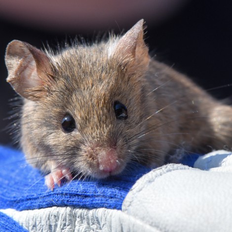 Siete curiosidades sobre las ratas y porqué sufren más de lo que te imaginas