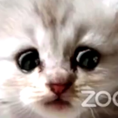Abogado no puede quitar filtro de gatito en Zoom
