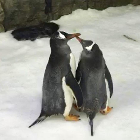Pareja de pingüinos homosexuales empolla huevo abandonado por su madre