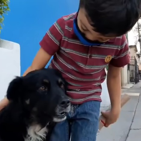Niño entrevista perritos de la calle para encontrarles un hogar