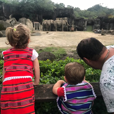 Mete a su hija a jaula de elefantes para una fotografía, se salvan de milagro