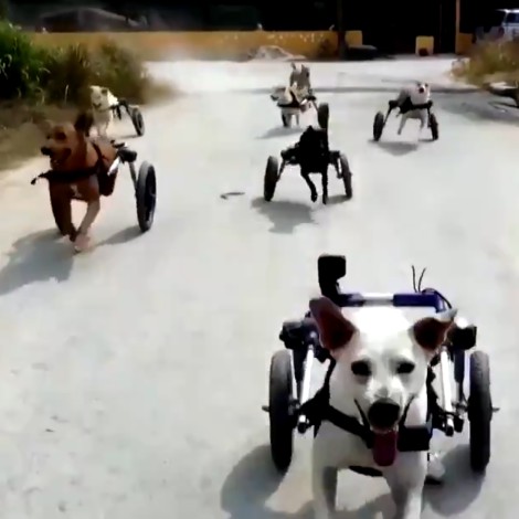 Perritos discapacitados reciben sillas de ruedas y vuelven a correr en Tailandia