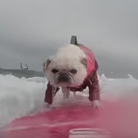 Perrito conquista las redes sociales con su habilidad para surfear