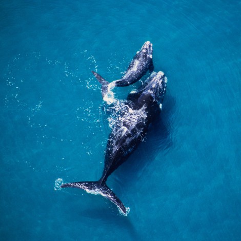 Captan a dos ballenas abrazándose, están en peligro de extinción