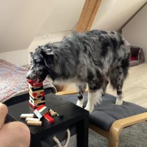 Perro se hace viral jugando Jenga con su dueño