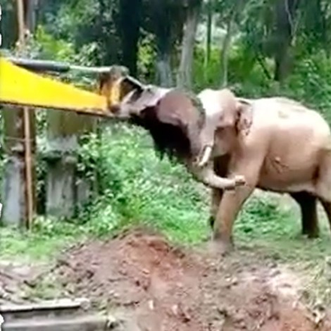 Elefante agradece a excavadora tras ser rescatado de una zanja