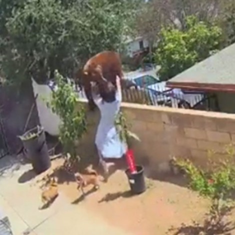 Mujer enfrenta a oso y lo empuja para salvar a sus perritos