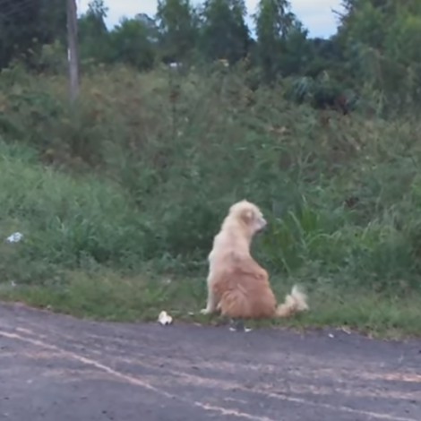 Perrito se reencuentra con su familia luego de esperar por 4 años en una carretera