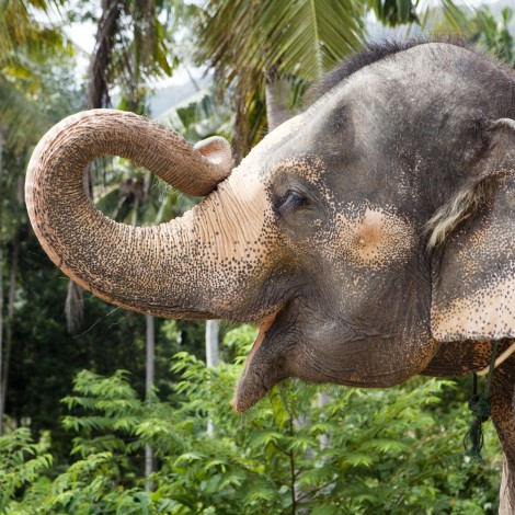 Foto de elefantes tomando una siesta tras caminar 500 km se hace viral