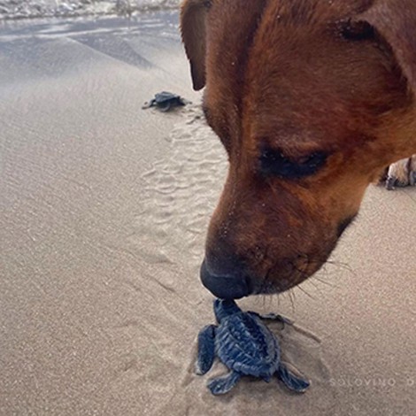 Solovino, el perrito que cuida a las tortugas recién nacidas en Tamaulipas