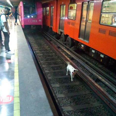Detienen servicio del metro para rescatar a un perrito en las vías del tren