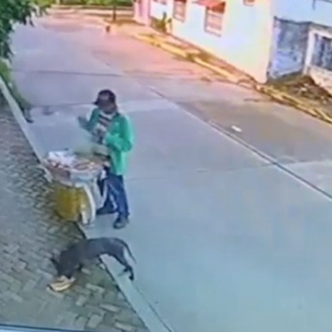 Vendedor de comida alimenta a perritos de la calle con su mercancía