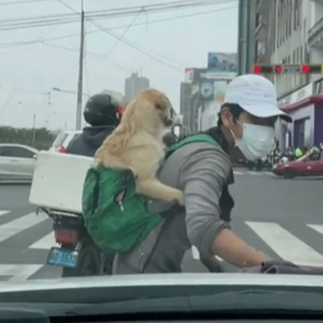 Mientras limpia vidrios, joven trabaja cargando a su perrito en la espalda