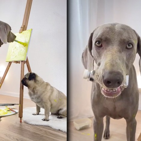 ¡Qué talento! Perro gran danés pinta a su amigo pug y se vuelve viral
