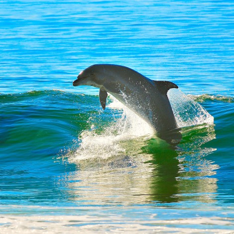 Especialistas de la UNAM encuentran carne de delfín en latas de atún