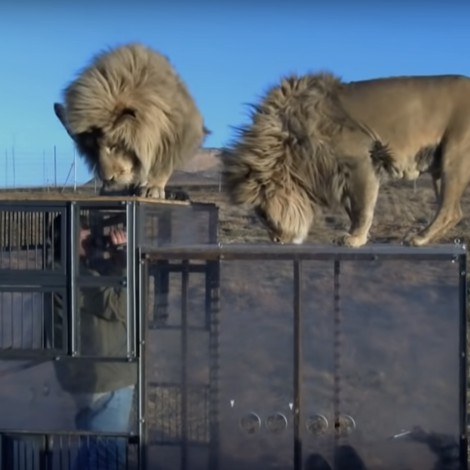 Crean zoológico inverso; humanos son encerrados y leones los observan