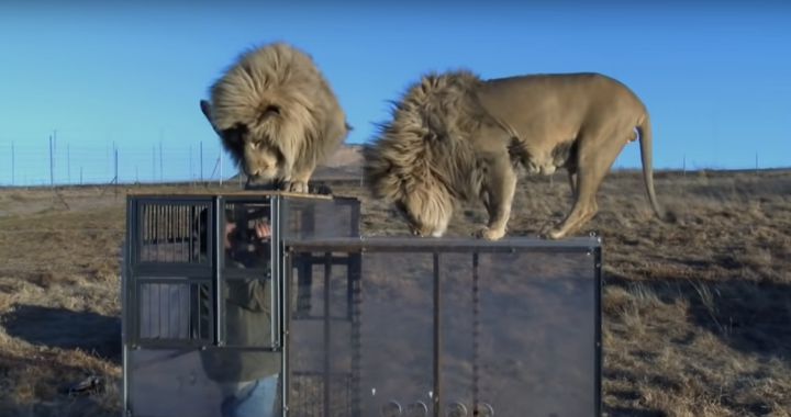 Crean zoológico inverso; humanos son encerrados y leones los observan |  Actualidad | LOS40 México