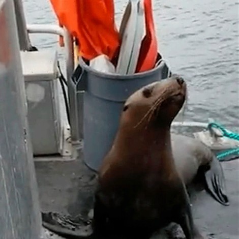 León marino sube a barco para salvarse de orcas, mujer lo expulsa