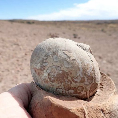 Más de 100 huevos fosilizados de dinosaurio fueron encontrados en Argentina