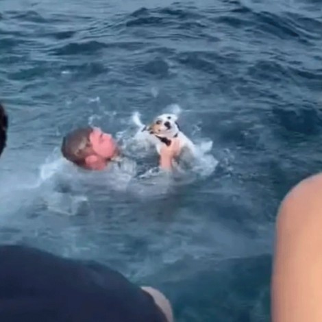 Jóvenes rescatan a perrito que nadaba solo en medio del océano