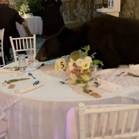 Oso irrumpe boda en Nuevo León y busca comida en mesa de invitados