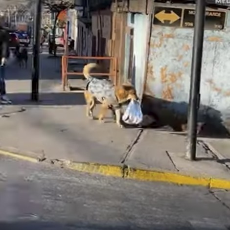 Perrito se vuelve viral en las redes sociales luego de que fue visto llevando una bolsa de pan a su casa