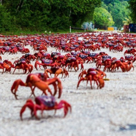 Más de 50 millones de cangrejos caníbales invaden las carreteras y provocan que las cierren